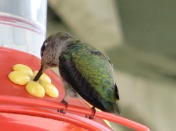 Hummingbirds - 1