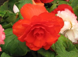 IMG_0067