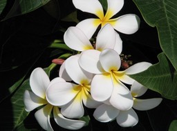 IMG_0127 copy